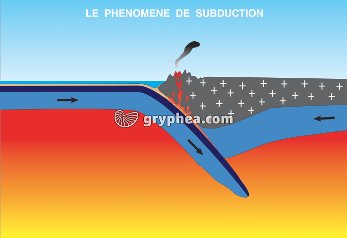 Subduction au niveau d'une fosse océanique - schéma - gryphea.com